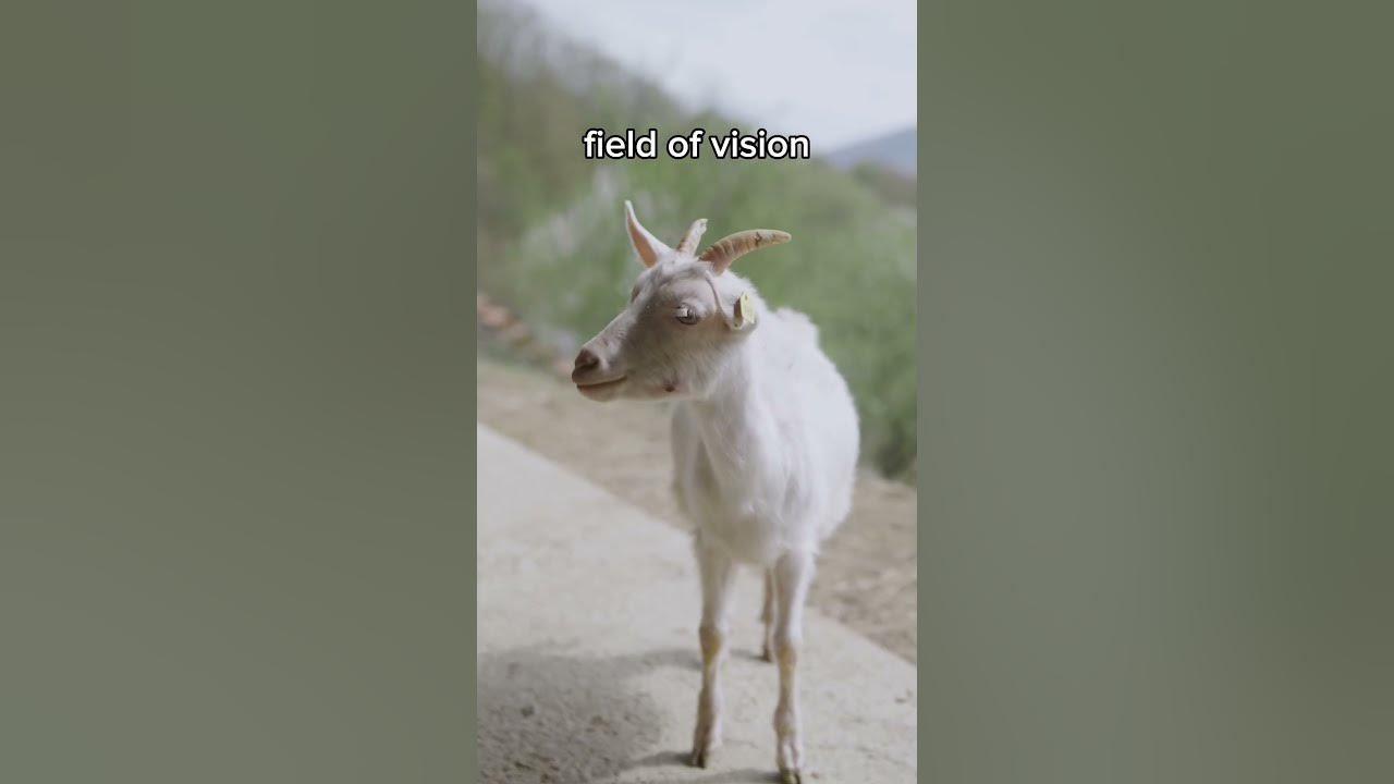 What Are Goats Pupil Shape? 🐐 goat facts shorts YouTube