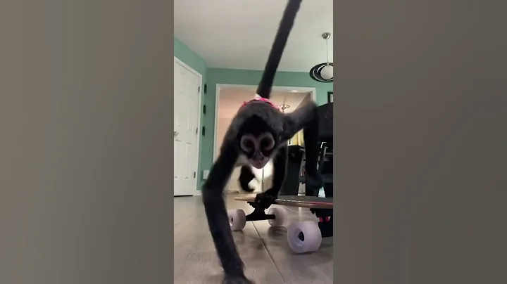 Keke ready to shred 🤙🏼 #skateboard #monkey #cruiser #longboard #shortboard #discover #fun #happy #