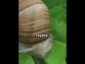 "SI ESTO ENTRA EN TU CUERPO, NUNCA PODRÁS SACARLO"#mundoanimal #curiosidades #parasito #humano #real