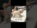 子犬の柴犬が初めて病院に行くと可愛くなります!#shorts