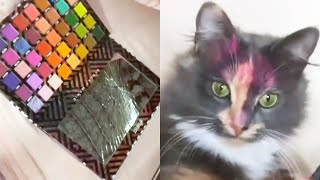 Cat Accidently Does It's Own Makeup Perfectly