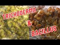 Mushroom Contamination - Bacillus (Wetspot) and Trichoderma (Green Mold)