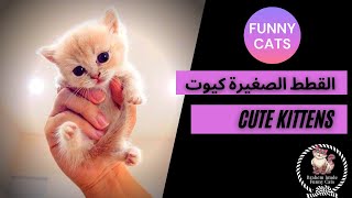 تجميعية مقاطع فيديو قطط  تلعب مع القطط الصغيرة كيوت مضحكة ? جديد (2021 )Funny cat videos compilation