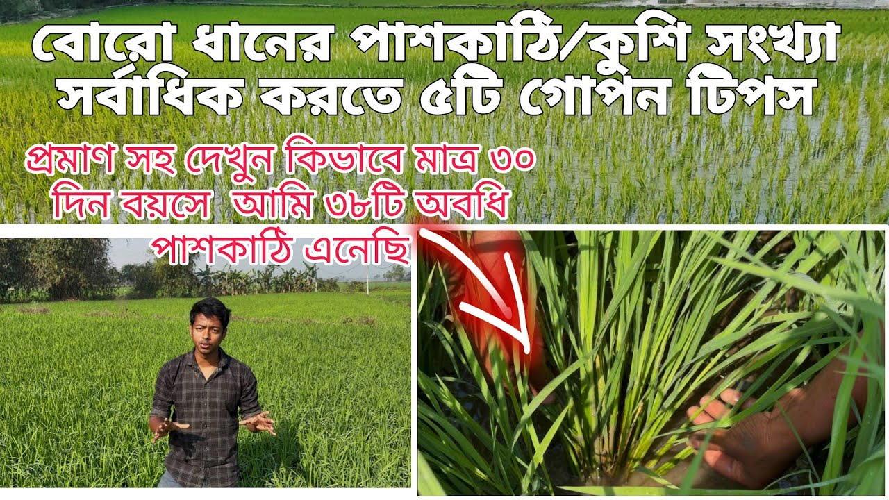 বোরো ধানে সর্বাধিক পাশকাঠি/ কুঁশি তৈরির গোপন ৫টি টিপস 🔥 মাত্র ৩০ দিনেই হবে ৩০+ পাশকাঠি