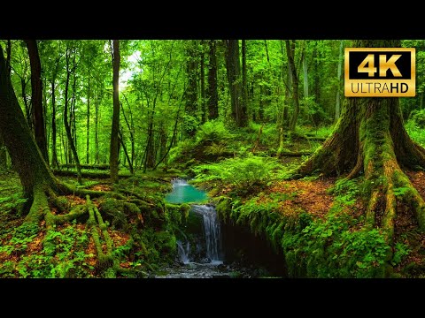 Amazon 4K 🌿 The World’s Largest Tropical Rainforest - Scenic Relaxation Film with Nature Sounds