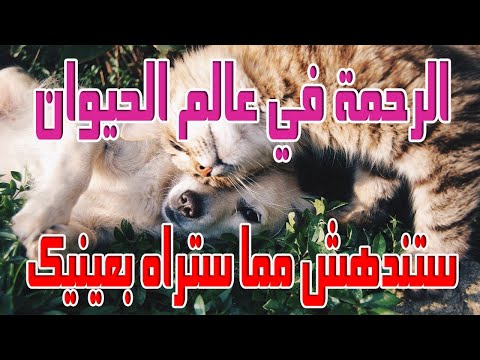 عالم الحيوان الرحمة عند الحيوانات التي احرجت كل البشر