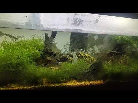 Aquarium Restorations Starting With Guppies & Platies
