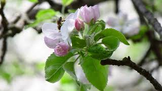Bee on apple tree