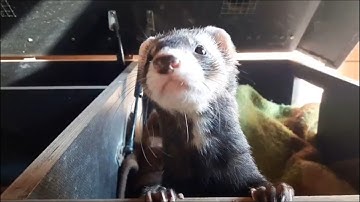 I surprise Ferret Snoopy at a Computer Break