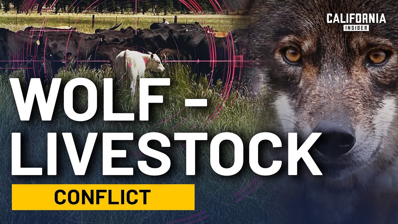 Why Are California Ranchers So Worried About Wolves Now?