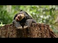 Sun Bear Diary | Sun Bear Sleeping And Resting on Log | BSBCC