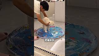 水床骗不到猫，最后还害主人绊一跤 😂