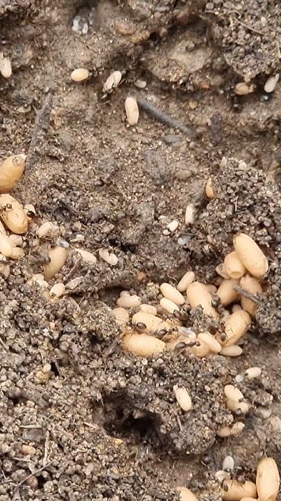 2024 Ameisennest im Garten YouTube