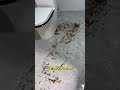 Balıkları lavaboya attı ve işte nedeni #shorts