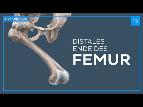 Femur distales Ende - Anatomie einfach erklärt | Kenhub