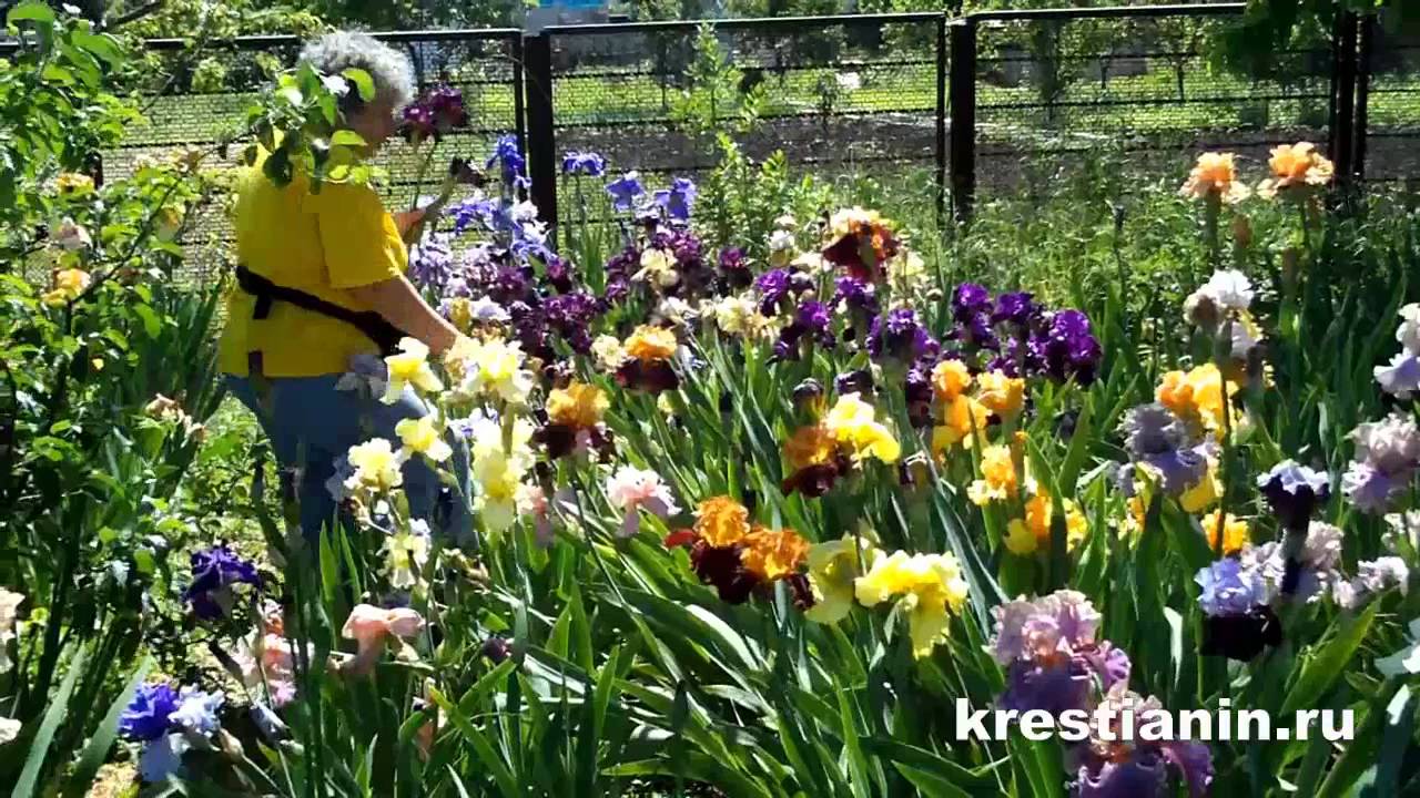 Ирисы - YouTube
