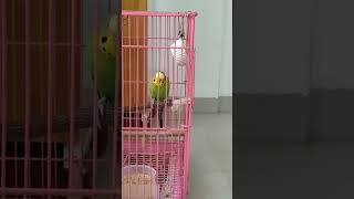 New Male Budgie Meets the Flock for the First Time | नया नर बजी पहली बार झुंड से मिला | Part-3
