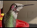 Hummingbird 12/11/20