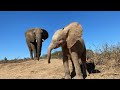 An anxious start to orphan elephant Khanyisa's morning as she tries to open the gate all on her own