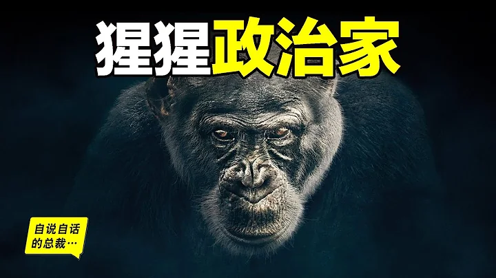 黑猩猩的政治：比人类更擅长政治的动物……|自说自话的总裁 - 天天要闻