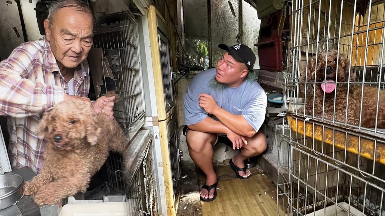 「逮捕されるなら家を燃やしてやる」犬をゴミ扱いする81歳の違法繁殖業者との壮絶な戦い