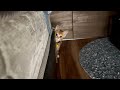 【保護猫】子猫がある事をたくらんだ結果…
