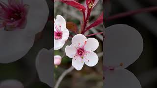 Download Lagu plum blossoms. MP3 Download Lagu plum blossoms. MP3