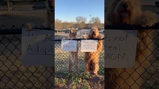 My dog got into big trouble with his friend @BrodieThatDood …