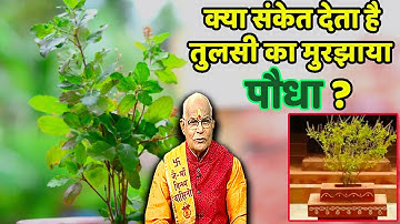 क्या संकेत देता है तुलसी का मुरझाया पौधा ? | Pandit Suresh Pandey | Darshan24