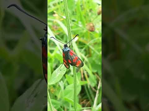 Zygaena filipendulae -