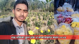 শীতকালীন ফুল চন্দ্র মল্লিকা || চন্দ্র মল্লিকা ফুল চাষ ও বাজারজাত করন ২০২৫। জুয়েল রানা