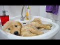 Funny and Cute golden retriever Puppies Compilation #5 - Cutest Golden Puppies