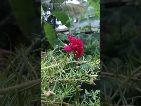 Bunga krokot alias moss rose - YouTube