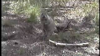 Home Video Dramatic Squirrel/Chipmunk