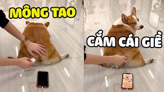 SẠC PIN BẰNG MÔNG  CÔNG DỤNG MỚI CỦA BOSS| Yêu Lu Official