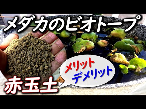 メダカのビオトープで赤玉土を使用するメリットとデメリット