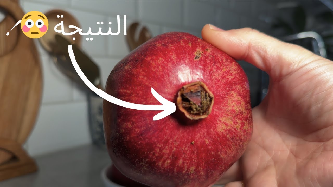 زرعت بذور الرمان بالبيت وهيك كانت النتيجة