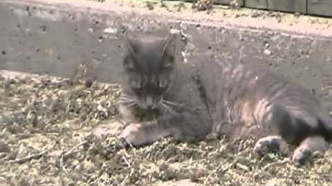 #1436 Catnip update , final curing process [Davidsfarm]