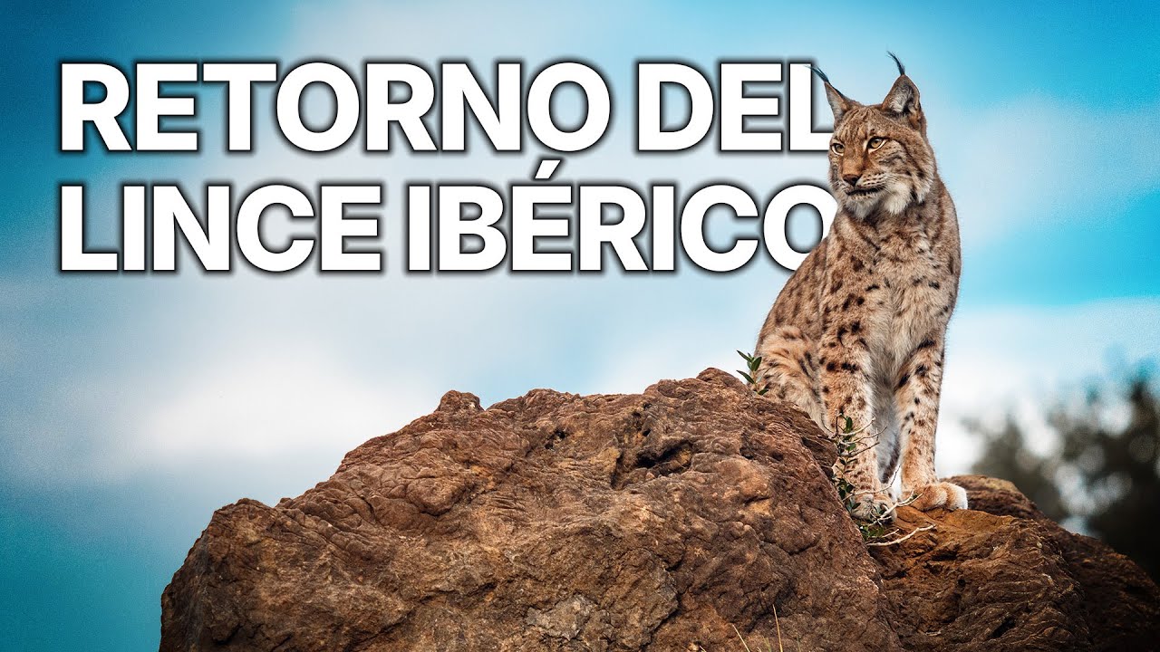 Hijos de Saliega | Renacer en el Bosque Mediterráneo