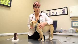 How to Clean a Dog's Ears With Vinegar and Water