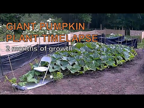 Giant Pumpkin Plant Timelapse - 2 months of growth
