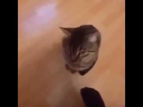 Cat turns around and jumps in slow motion