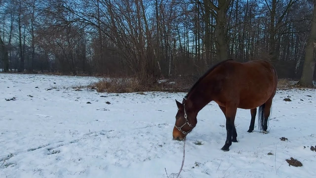 Zimowy spacer z Luką 🐴❄️ 