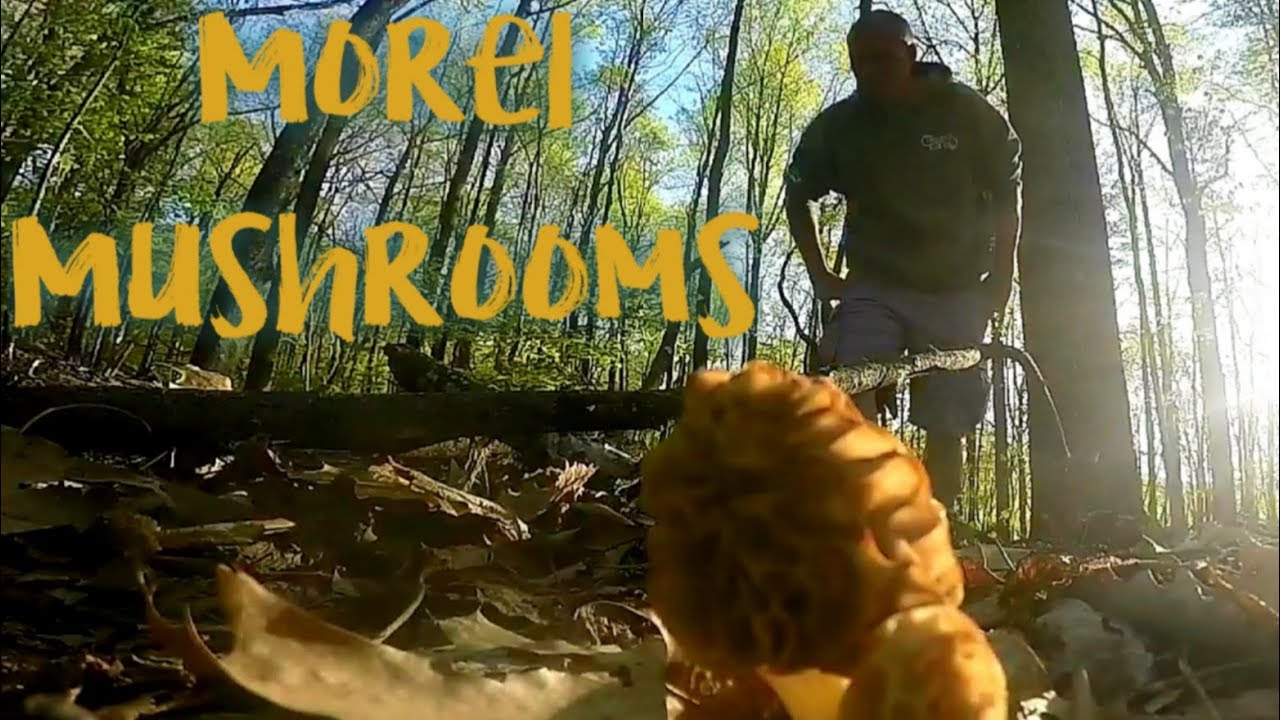 How to find and cook morel mushrooms YouTube