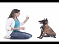 Training Your Dog FREE Book Training Your Dog FREE Book