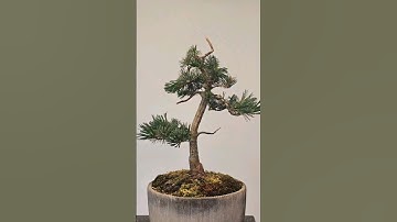 6 months in 30 seconds🌲 #bonsai #transformation #fyp #timelapse #shorts #pine #wire #bend #prune
