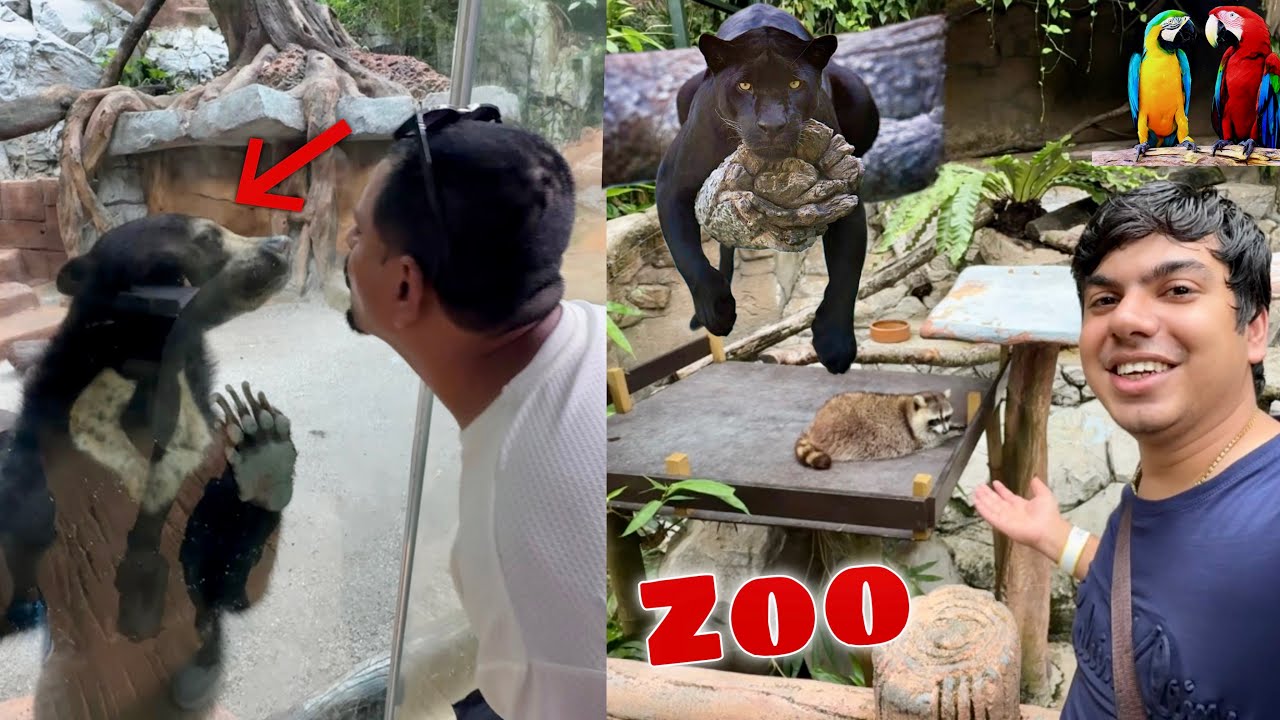 Hum Malaysia Zoo Ponch Gea 😍 Black Leopard Tha 😱