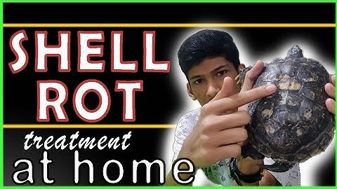 How to treat shell rot on a turtle |  shell rot treatment at home| all you need to know |