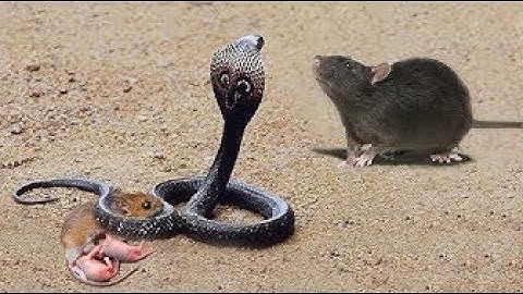 Mother Mouse save Baby From Snake, Cobra hunting Fail, Monkey vs Leopard   Lion vs Python