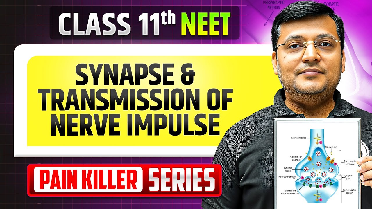 Synapse & Transmission of Nerve Impulse - From Basic to Advanced ...